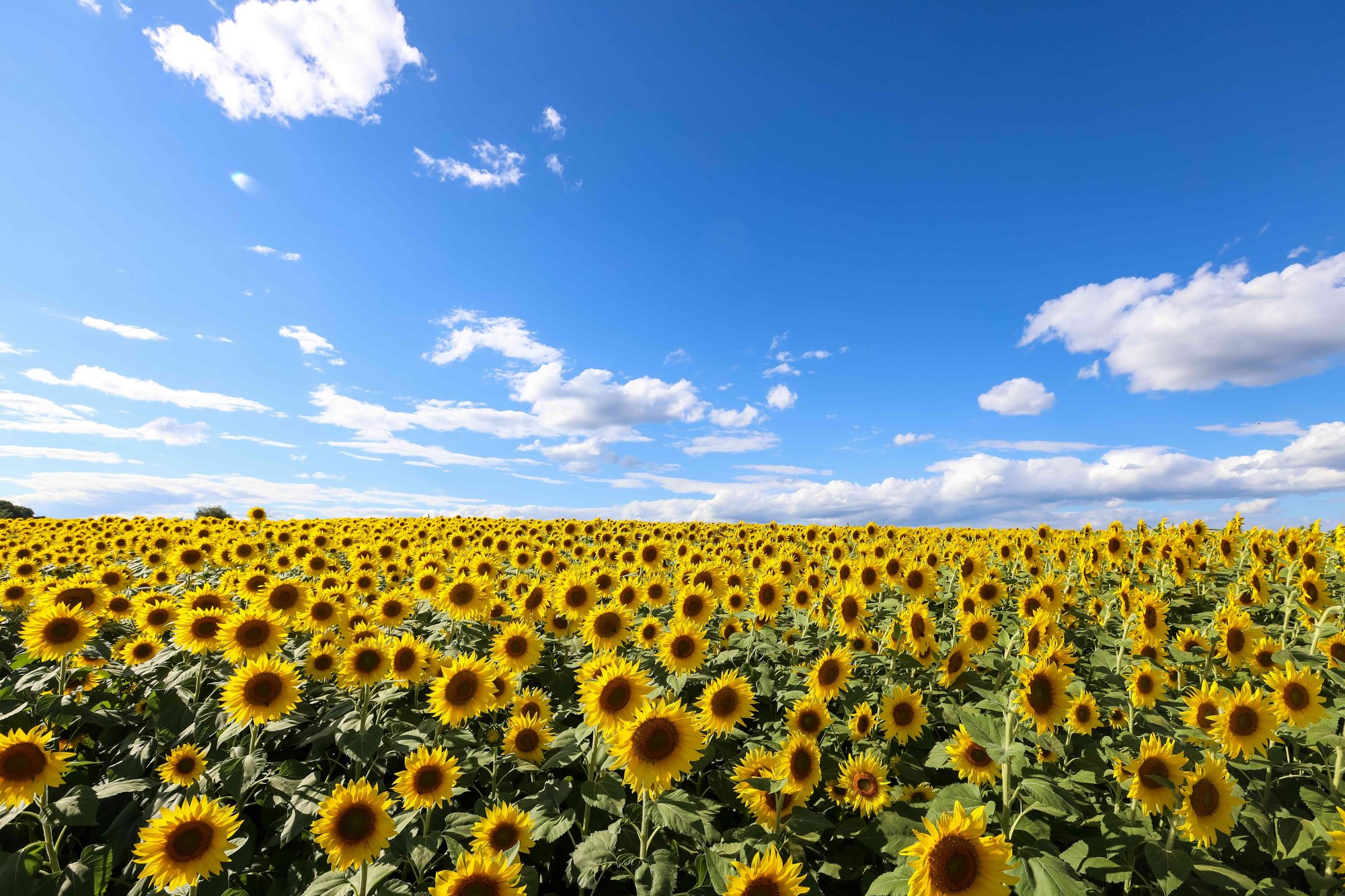 Sunflowers